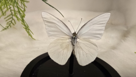 Vlinder Appias Albina