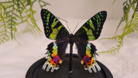 Vlinder Urania Ripheus