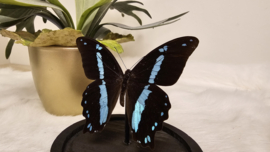 Vlinder Papilio Nireus