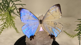 Set Fantasy "Angel Aura Rozenkwarts & Sulkowkyi"