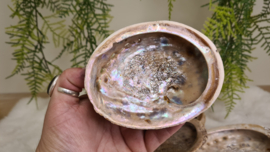 Abalone schelp L- Soft Pearl (120-130mm)