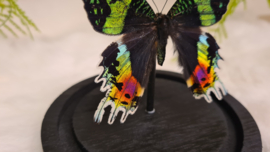 Vlinder Urania Ripheus