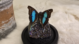 Set Fantasy "Titanium Aura & Doxocopa"