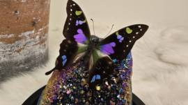 Set Fantasy "Titanium Aura & Weiskei"