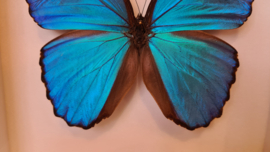 Vlinder Morpho Didius