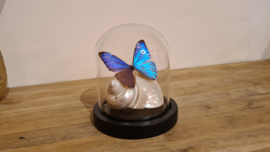Set Fantasy "Sea Shell & Aurora"