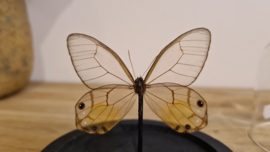 Vlinder Haetera Piera