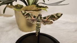 Vlinder Daphnis Nerii- Oleanderpijlstaart