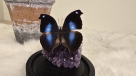 Set Fantasy "Amethist & Jucunda"