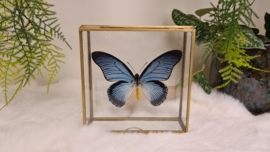 Vlinder Papilio Zalmoxis