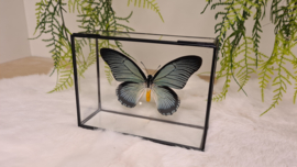 Vlinder Papilio Zalmoxis
