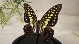 Vlinder Graphium Macfarlanei ssp