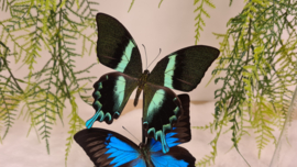 Set vlinders "Papilio's"