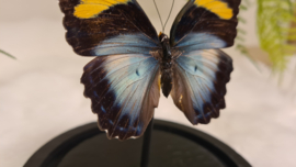 Vlinder Euphaedra Medon ssp