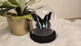 Vlinder Papilio Nireus
