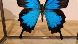 Vlinder Papilio Ulysses