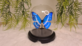 Vlinder Morpho Cypris