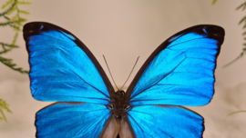 Vlinder Morpho Menelaus