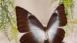Vlinder Morpho Cisseis