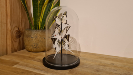 Set vlinders "Natural Swallowtails"