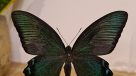 Vlinder Papilio Maacki