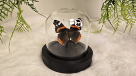 Vlinder Vanessa Atalanta