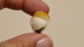 Fossiele Quartz Schelp Small No.2