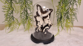 Set vlinders "Natural Papilio's"