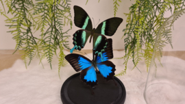 Set vlinders "Papilio's"