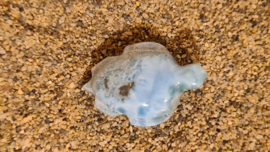 Larimar Schildpadje Medium No.2