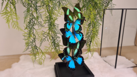 Set vlinders "Papilio Display"