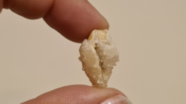 Fossiele Quartz Schelp Small No.1