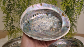 Abalone schelp XXL (170-180mm)