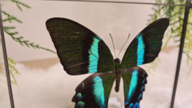 Vlinder Papilio Blumei