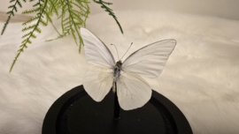 Vlinder Appias Albina