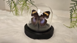 Vlinder Euphaedra Medon ssp