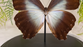 Vlinder Morpho Cisseis