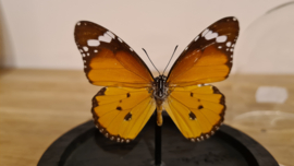 Vlinder Danaus Chrysippus- Kleine Monarchvlinder