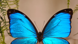 Vlinder Morpho Menelaus