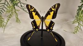 Vlinder Eurytides Thyastus