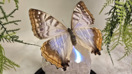 Set Fantasy "Angel Aura Rozenkwarts & Sulkowkyi Female"