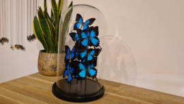 Set vlinders "Giant Papilio blue"