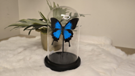 Vlinder Papilio Ulysses