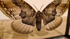 Vlinder/ mot Brahmaea Tancrei