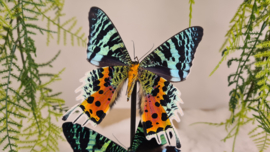 Set vlinders "Urania Ripheus duo"