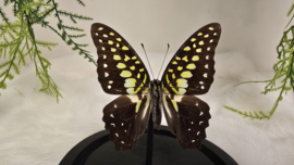 Vlinder Graphium Macfarlanei ssp