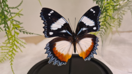 Vlinder Hypolimnas Dexithea
