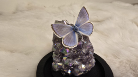 Set Fantasy "Angel Aura Amethist & Daphnis"