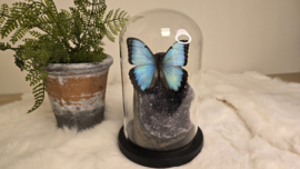 Set Fantasy "Galaxy Amethist & Peleides"