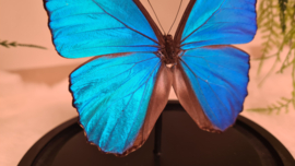 Vlinder Morpho Menelaus